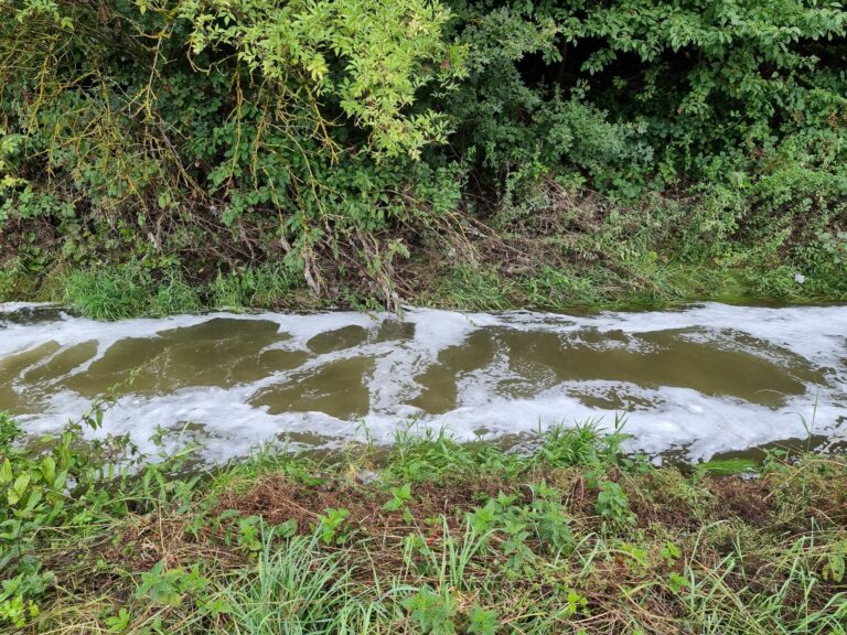 Grüne Saarpfalz fordern lückenlose Aufklärung der Umweltkatastrophe im Erbach