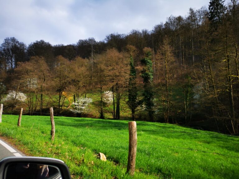 Grüne Saarpfalz begrüßen das Ende der Planung der B 423-Umgehung in Homburg